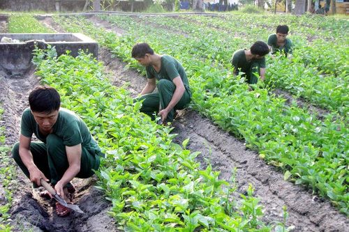 Vườn rau của lính