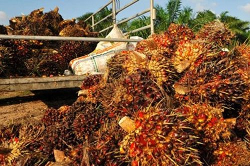 Sản lượng dầu cọ Malaysia dự báo giảm 17% do lũ lụt nghiêm trọng tại bang Sabah