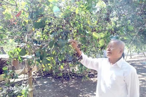 Điều thất thu vì mưa trái mùa tại Đồng Nai