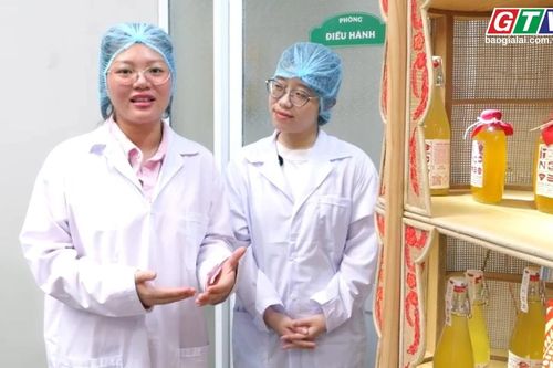 Gia Lai sáng tạo: Nếp since 1995- Làm mới hồn quê