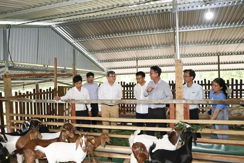 Chăn nuôi phát triển ổn định