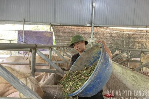 Hoa Thám: Triển vọng từ bạch mã
