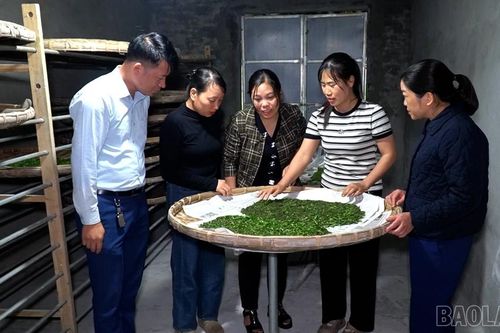 Nông dân Quy Mông tất bật vào vụ tằm đầu năm