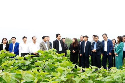 Khảo sát mô hình 'Xã xã hội chủ nghĩa' tại xã Trấn Yên