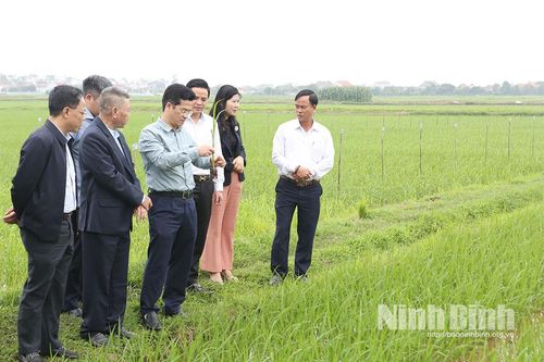 Đồng chí Phó Chủ tịch UBND tỉnh Trần Anh Dũng kiểm tra sản xuất vụ xuân năm 2026