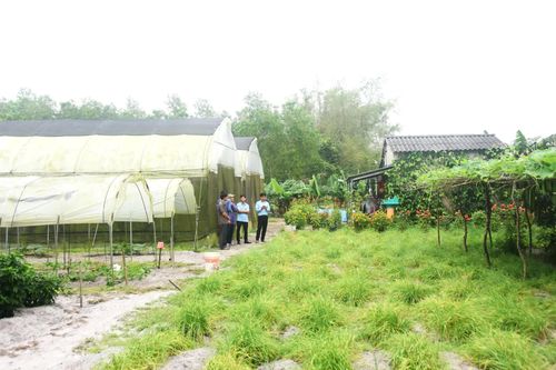Vươn lên làm giàu từ đồng đất quê hương