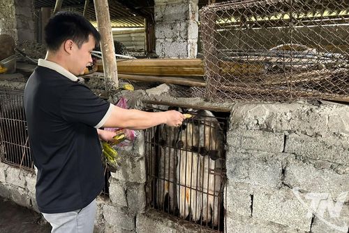 Hướng đi mới trong phát triển chăn nuôi ở Thượng Minh