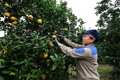 Sửa chính sách bảo hiểm nông nghiệp nhằm mở rộng độ phủ