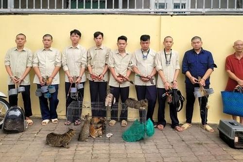 Đối tượng cuối cùng trong nhóm 'dơi đêm' săn trộm mèo đã ra đầu thú