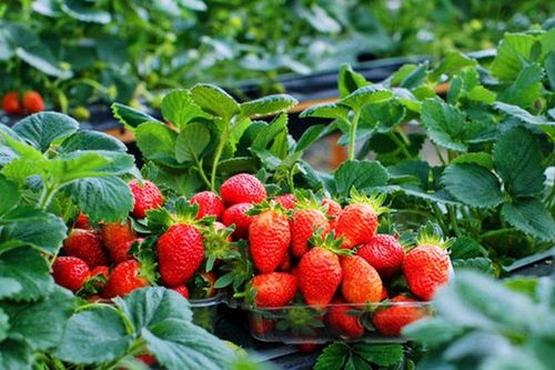 Trái cây màu đỏ 'nhỏ nhưng có võ' được người Việt mê mẩn lọt top 20 tốt nhất cho sức khỏe: 100g chỉ 32 calo, giàu vitamin C