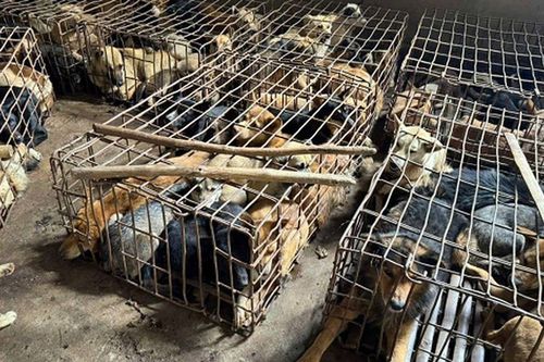 'Trại' chó khoảng 70 con nghi bị bắt trộm được phát hiện tại một ngôi nhà ở Đắk Lắk