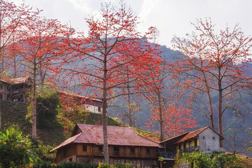 Ngắm hoa gạo bung nở đỏ rực giữa núi rừng Sơn La