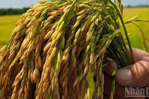 Nâng cao giá trị và phẩm cấp của hạt gạo