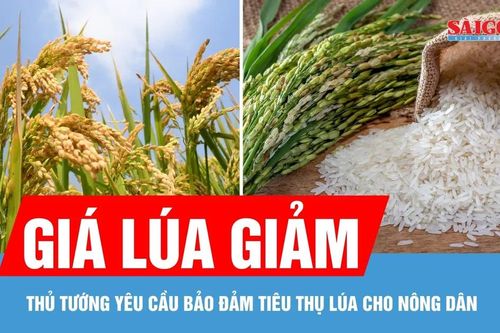 Xây dựng kế hoạch mua dự trữ gạo quốc gia phù hợp
