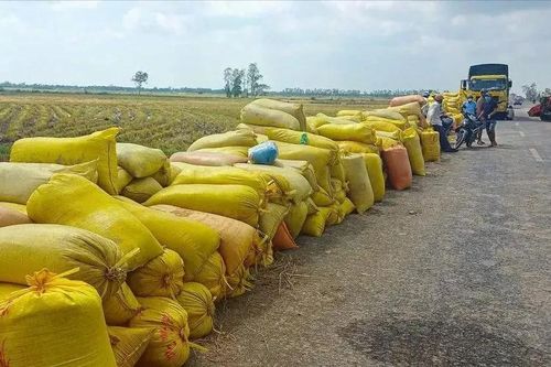 Xây dựng kế hoạch mua dự trữ gạo quốc gia phù hợp
