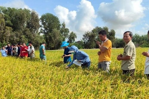 Dự án mới hỗ trợ nông dân trồng lúa quy mô nhỏ ở Đồng bằng sông Cửu Long giảm phát thải và đáp ứng tiêu chuẩn của các thị trường xuất khẩu cao cấp