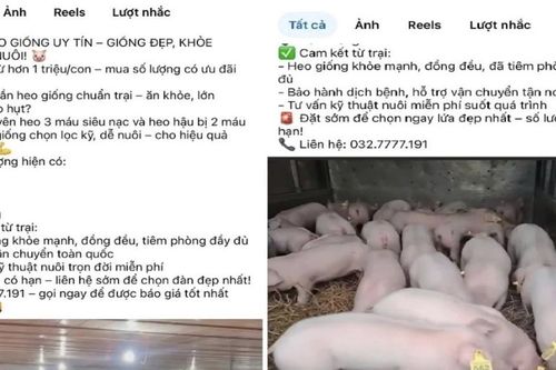 Rao bán heo giống trên Facebook, lộ xe chở hàng chục con nghi mắc bệnh