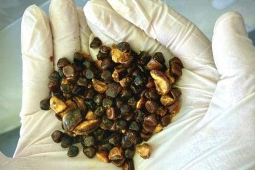 Thứ ít ai để ý trong bụng bò đắt hơn vàng, hơn 140 triệu đồng/28 gram