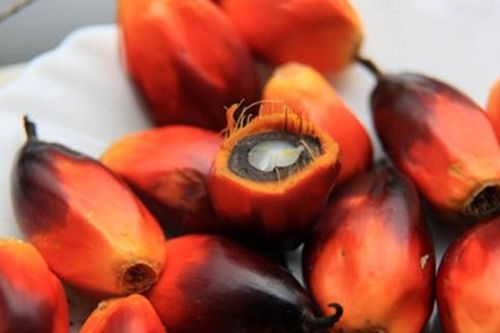 Giá dầu cọ Malaysia ngày 11/3 đảo chiều tăng lên 4.460 ringgit/tấn