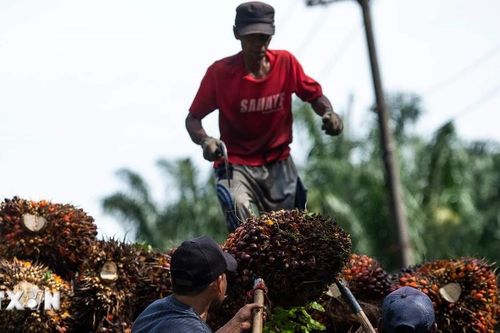 Xung đột Trung Đông: Chi phí xuất khẩu dầu cọ của Indonesia tăng 50%
