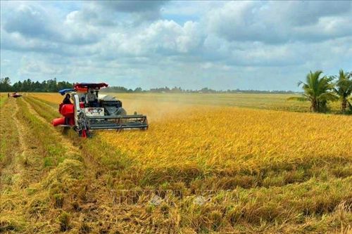 Hạt gạo đặc sản Cà Mau tìm đường ra thị trường quốc tế