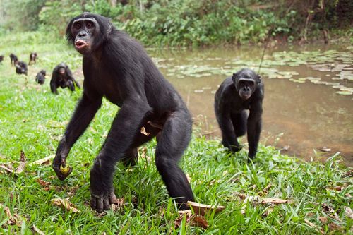 Bất ngờ vượn Bonobo 'yêu hòa bình' bản chất hung dữ, chuyên bắt nạt con đực