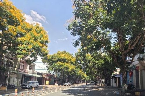 Phố phường Đồng Nai rực rỡ sắc vàng, loài cây quen thuộc bỗng thành điểm nhấn