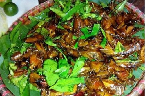 Con đặc sản xưa nhiều người 'sợ xanh mặt', nay thành đặc sản Tây Bắc tiền triệu, dân nhậu mê tít săn lùng