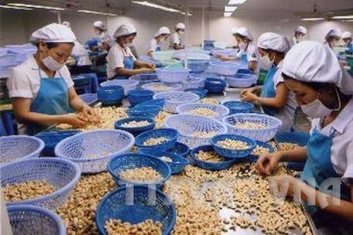 Quốc gia xuất khẩu hạt điều thô sang Việt Nam khởi động chiến dịch thu mua
