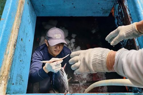 Quảng Ngãi: Ngư dân may mắn trúng mẻ cá ngừ đại dương