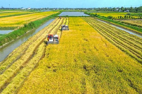 Nhớ mùa lúa chín