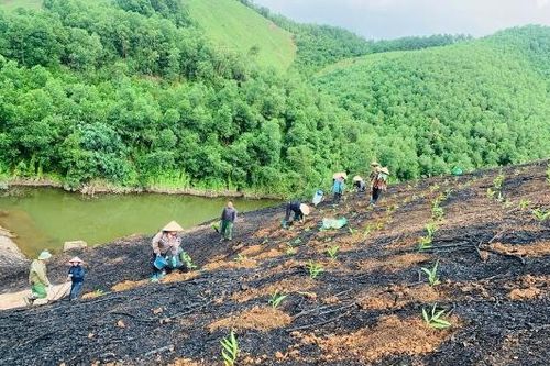 Bắc Ninh: Diện tích rừng trồng tăng mạnh