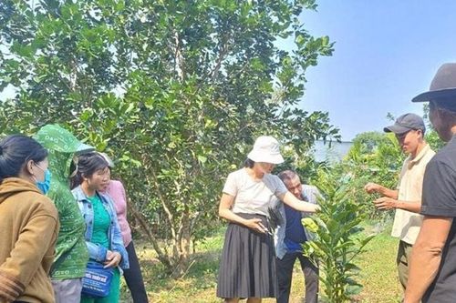 Xây dựng thương hiệu trái cây Tiên Phước