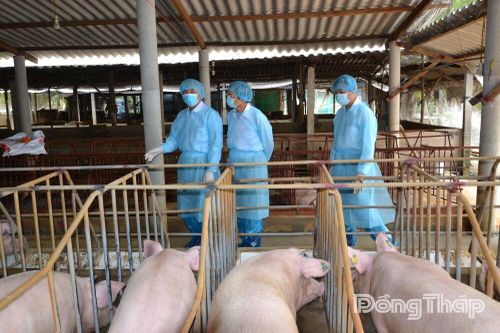 Đồng Tháp: Giá heo hơi tiếp tục giảm
