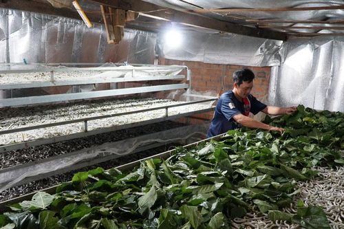 Giá kén tăng, nghề nuôi tằm khởi sắc