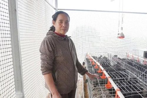Nuôi gà H'Mông bằng thảo dược - Hướng đi mới cho nông nghiệp sạch, giá trị cao