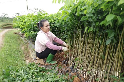 Hội Nông dân xã Tam Dương phát động phong trào thi đua sản xuất ngay từ đầu năm