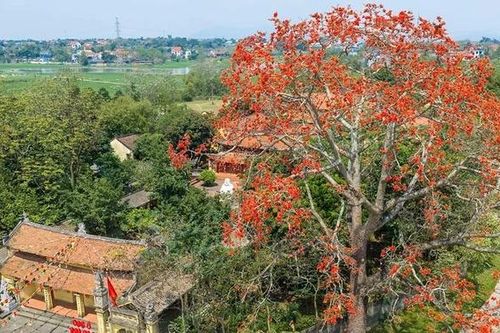 Mê mẩn mùa mộc miên ở Sơn Đông