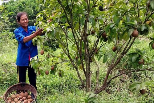 Tạo sinh kế bền vững cho đồng bào dân tộc thiểu số