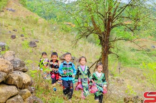 Mùa hoa sơn tra Xím Vàng mời gọi