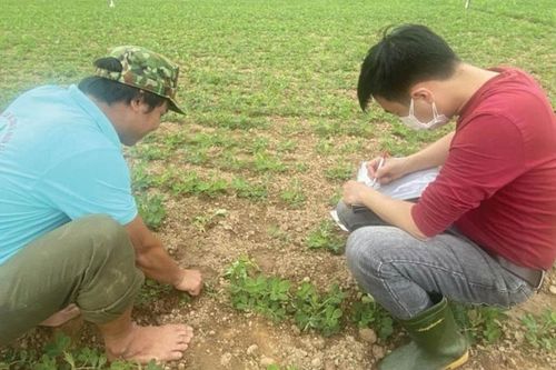 Chế phẩm vi sinh mở hướng phòng bệnh bền vững cho cây lạc