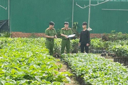 Mạnh tay xử lý vi phạm trong buôn bán giống cây trồng giả