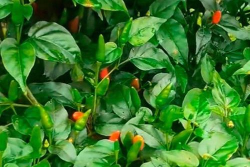 Loại quả 'tốt nhất thế giới' chỉ có ở Quảng Ngãi, thành đặc sản trồng 3 tháng cho thu hoạch, tốt cho sức khỏe