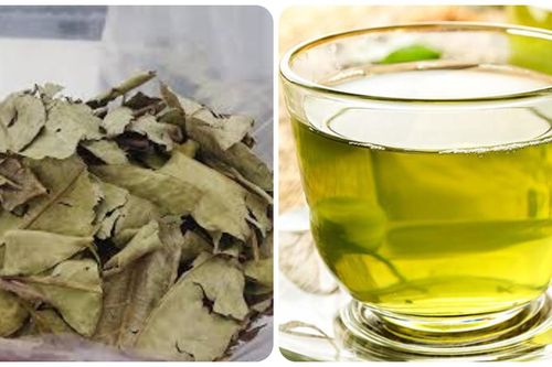 Nước lá vối khô có tác dụng gì?