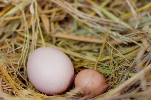 Mua trứng nên chọn quả to hay quả nhỏ? Người chăn nuôi lâu năm tiết lộ câu trả lời bất ngờ
