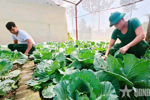 Bộ đội Biên phòng Tây Ninh: Tăng gia tốt trên vùng đất nhiễm phèn