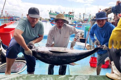 Giá xăng dầu tăng, ngư dân và doanh nghiệp Quảng Ngãi linh hoạt ứng phó