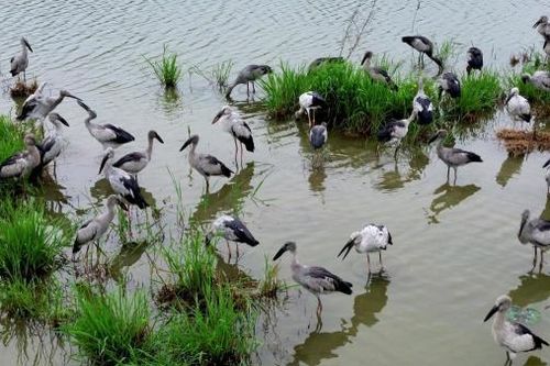 Đàn chim quý hiếm gần 100 con xuất hiện giữa cánh đồng trung tâm TP Huế