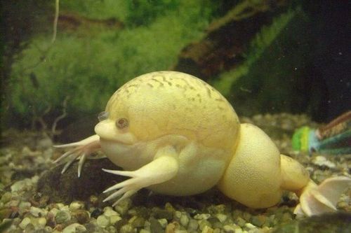 Kiểu săn mồi có 1-0-2 của loài ếch không lưỡi quái dị