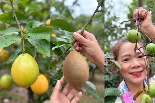 Vườn cây trĩu quả 'đếm mỏi tay' của nữ đại gia Vbiz thích làm nông